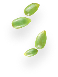 Leafs
